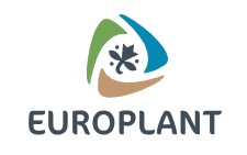Potato Seed - EUROPLANT