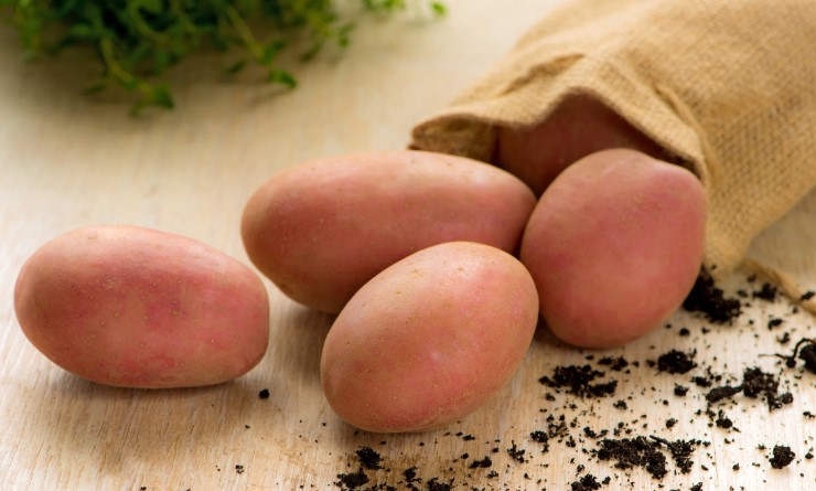 Ricarda Potato Seed
